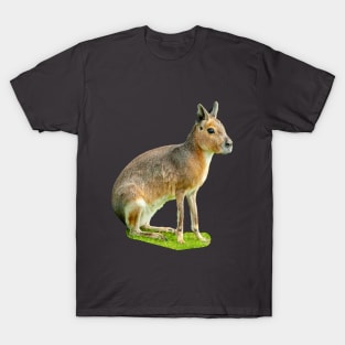 Mara or Patagonian Hare T-Shirt